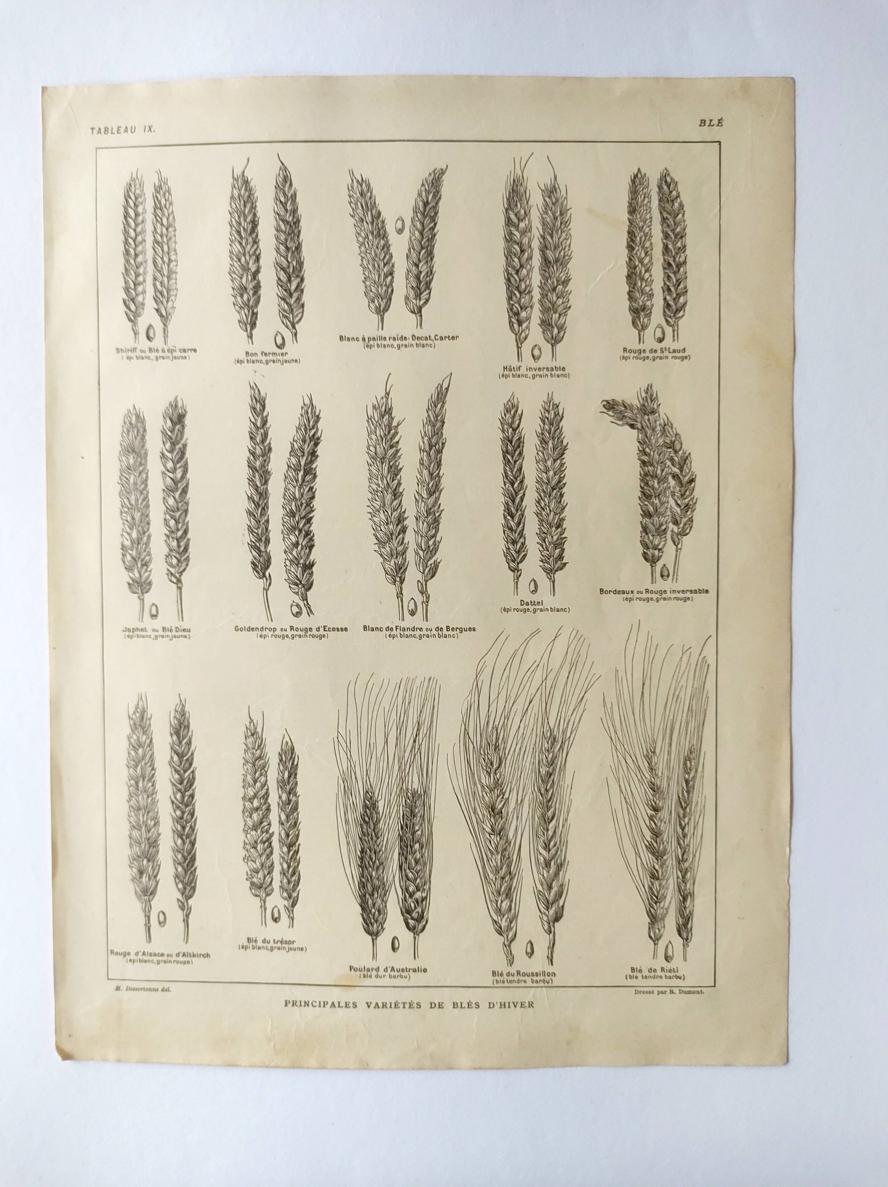 Old engraving 1922, Wheat, barley, cereal • Lithograph, Original plate