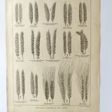 Old engraving 1922, Wheat, barley, cereal • Lithograph, Original plate