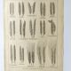 Old engraving 1922, Wheat, barley, cereal • Lithograph, Original plate