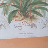 Affiche botanique orchidée