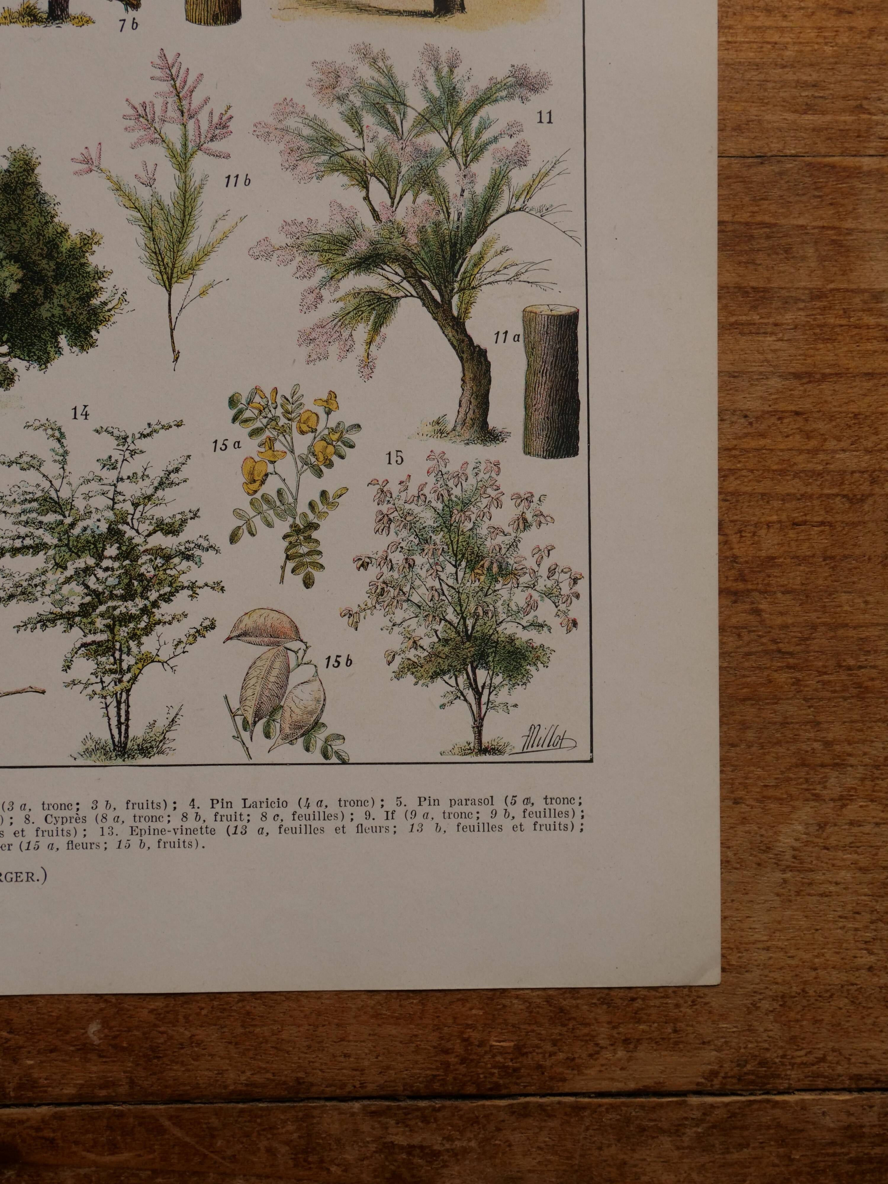 Original lithographs on forest and forest trees