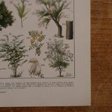Original lithographs on forest and forest trees