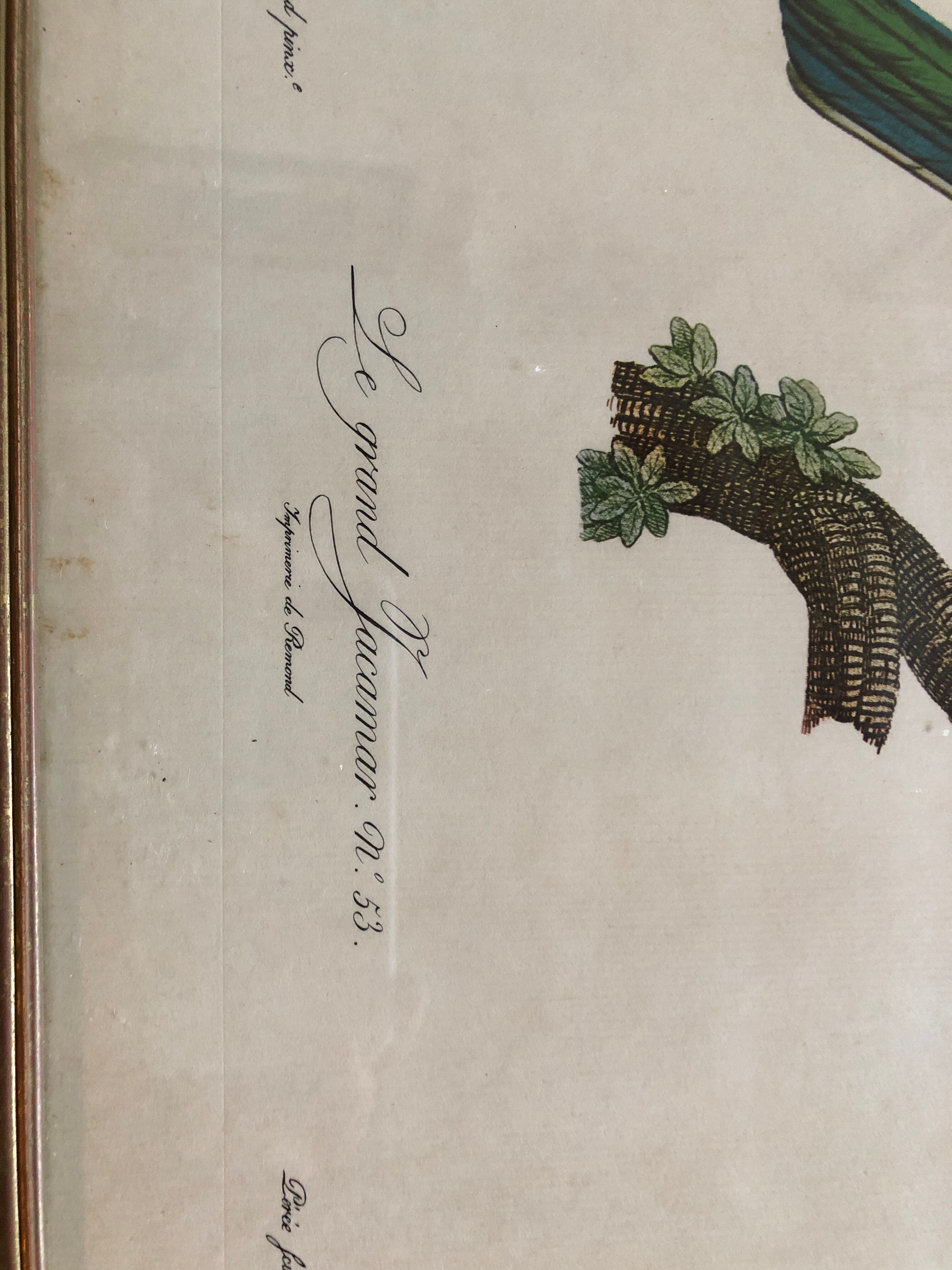 Bird engraving "The Great Jacamar"