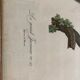 Bird engraving "The Great Jacamar"