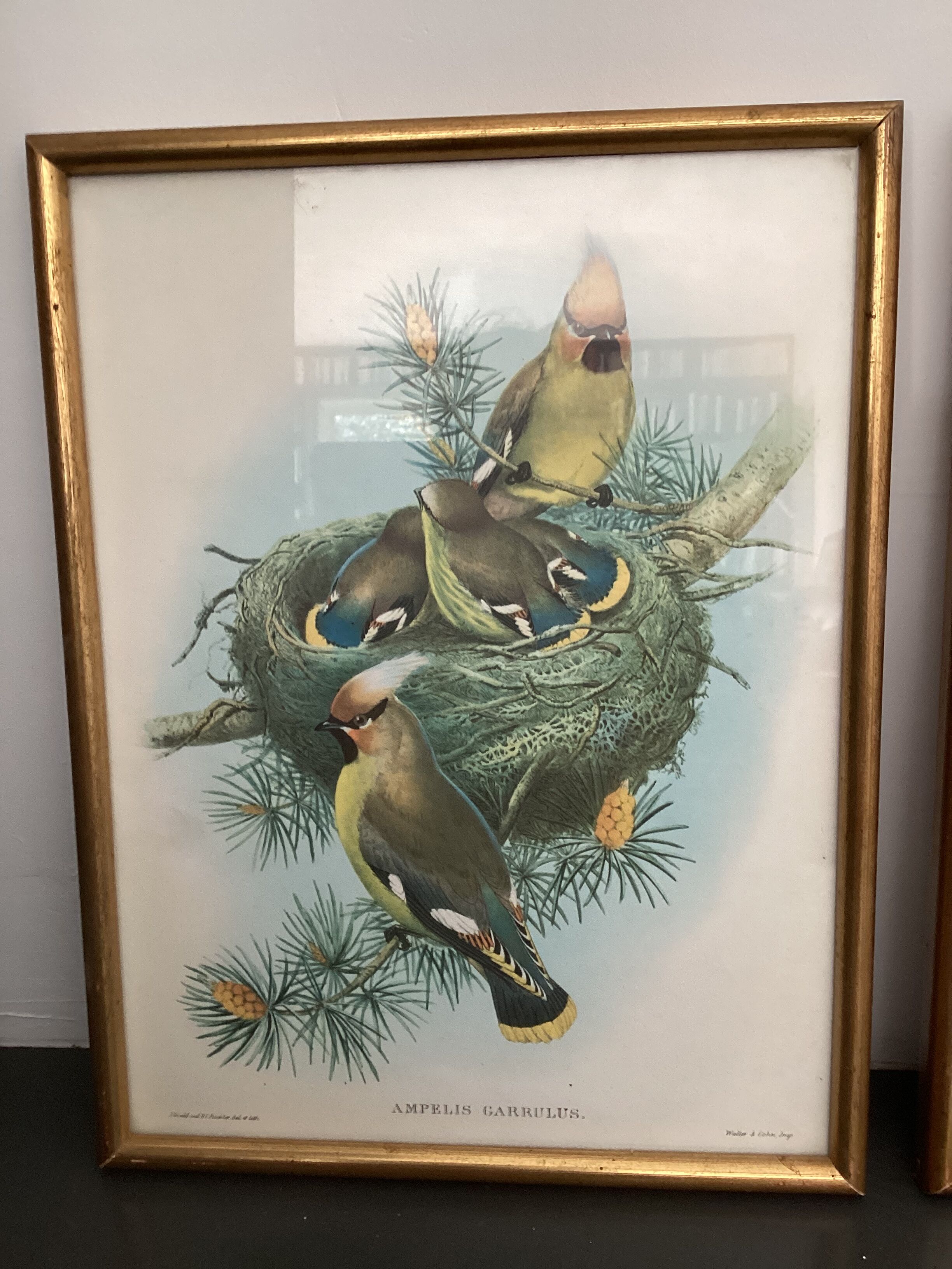 4 John Gould lithographs