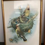 4 lithographies John Gould