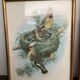 4 John Gould lithographs