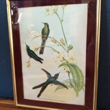 Botanical bird engraving