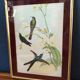 Botanical bird engraving