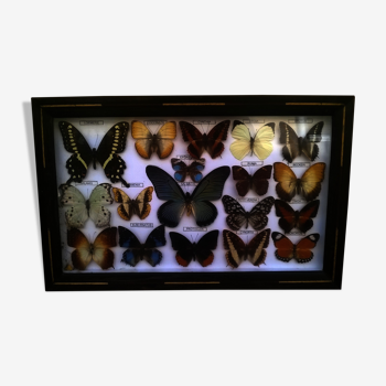 Cadre papillons vintage