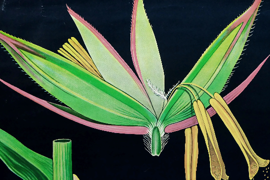 Vintage school chart rye botanical poster by Jung Koch Quentell for Hagemann 1960s