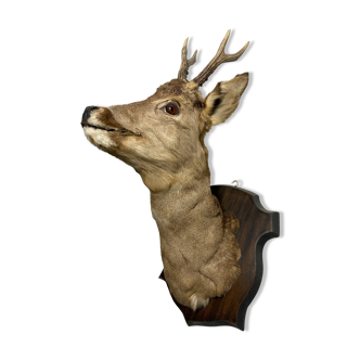 Stuffed deer head