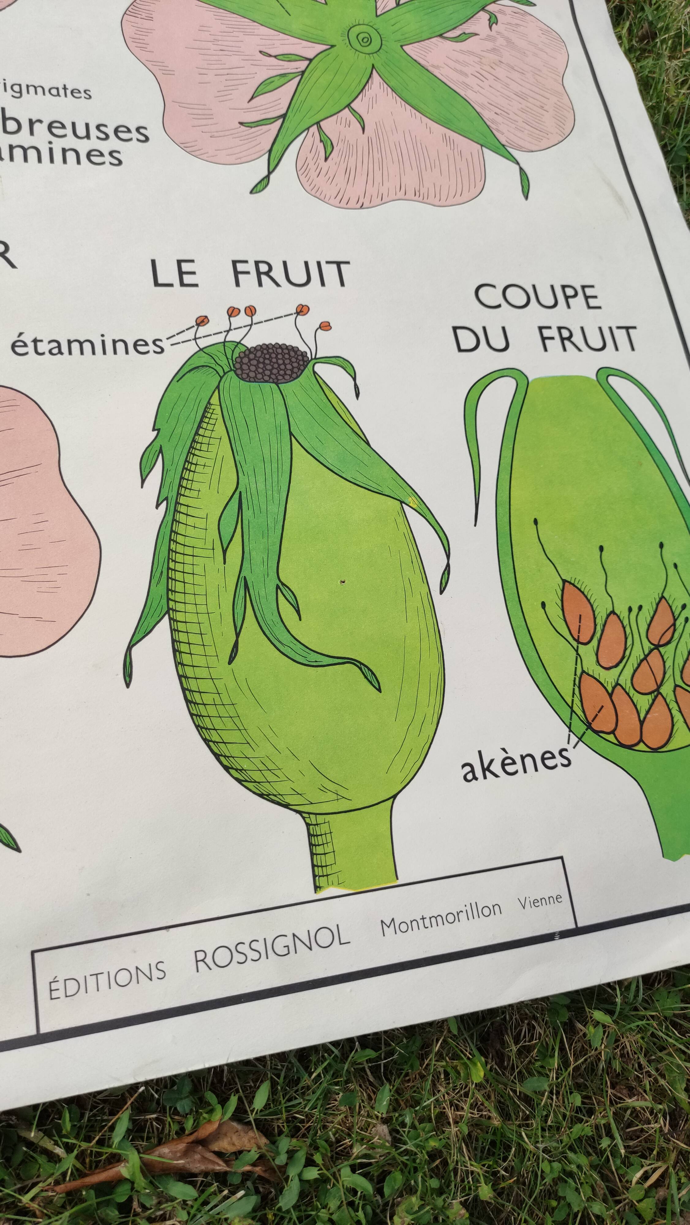 Botanical school poster Montmorillon 15 & 16