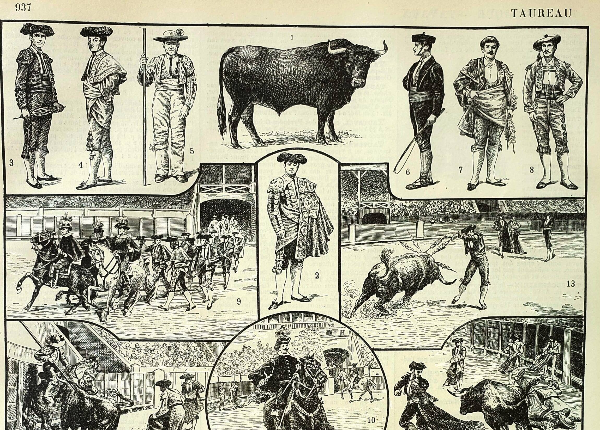 Antique engraving - 1897 P. De Laubadère - Bull - Vintage