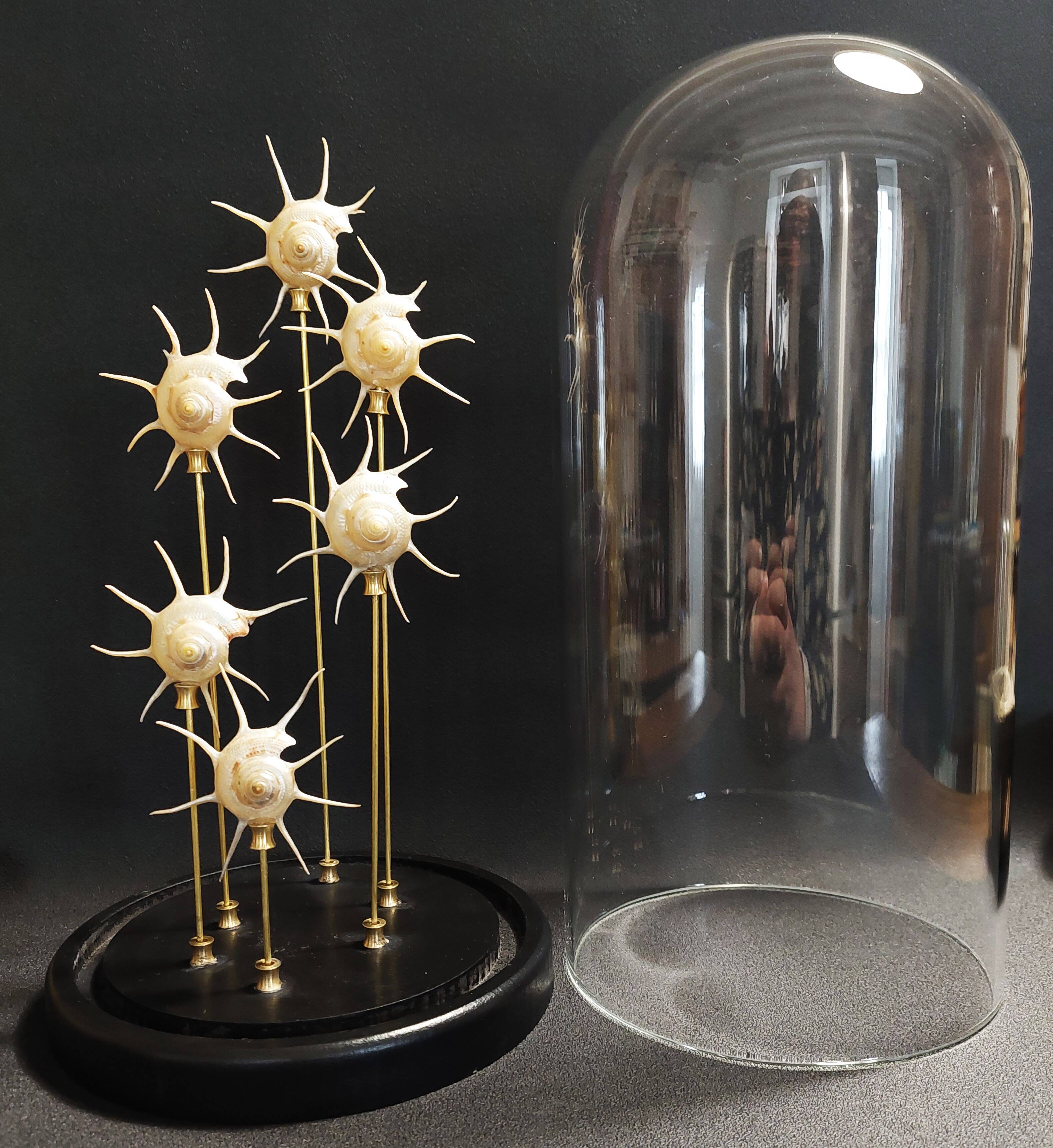 Cabinet de Curiosités globe aux coquillages guildfordia yoka nacrés