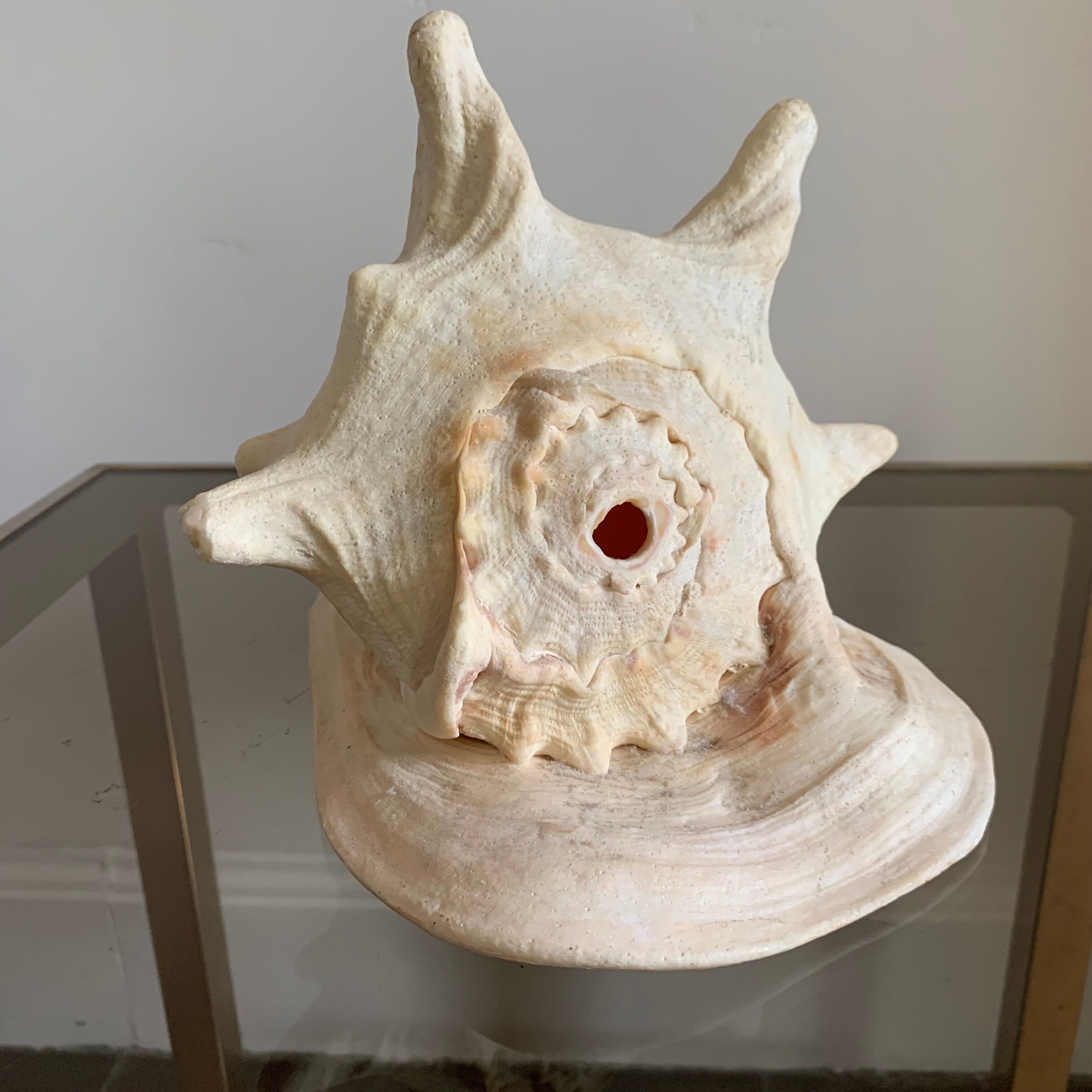 Shell horned helmet 25 cm