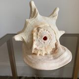 Shell horned helmet 25 cm