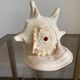 Shell horned helmet 25 cm