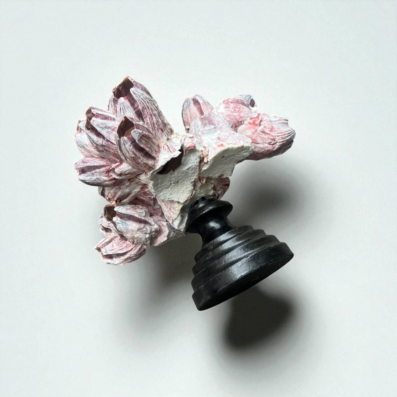 Barnacle block shell on a 19th-century wooden base - cabinet of curiosities