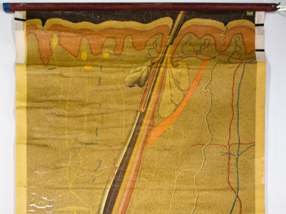 Poster graphic skin hair Deutsches Hygiene Institute 1951