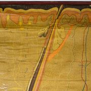 Poster graphic skin hair Deutsches Hygiene Institute 1951