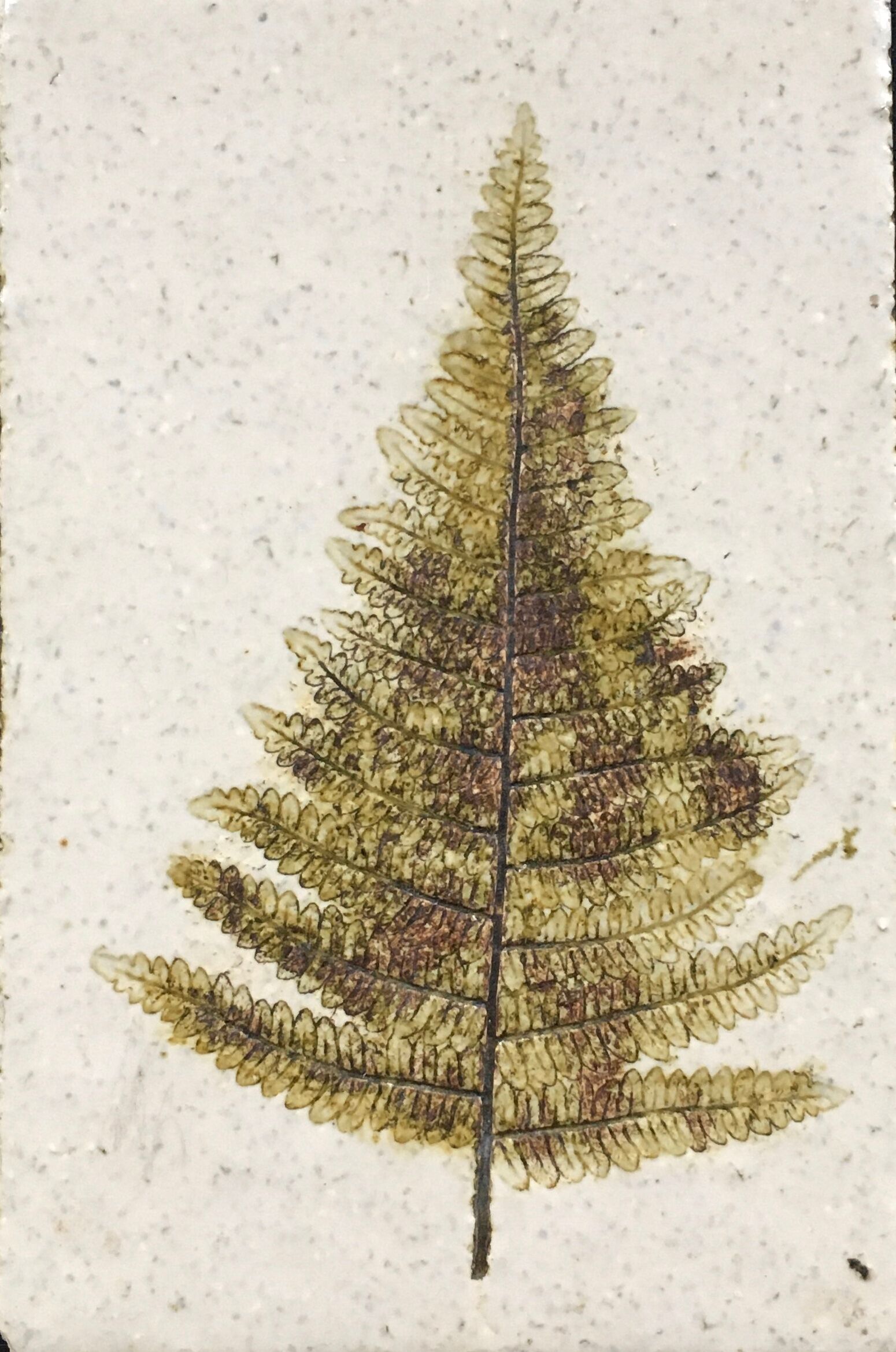 Paper press fern decoration