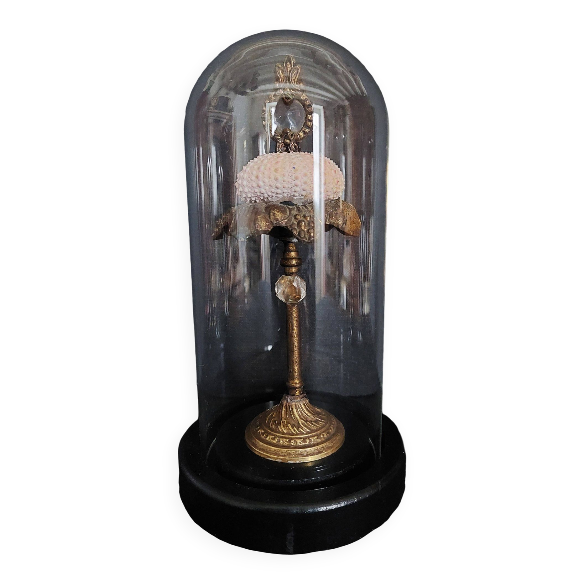 Cabinet of Curiosities globe with sea urchin paracentrotus lividus