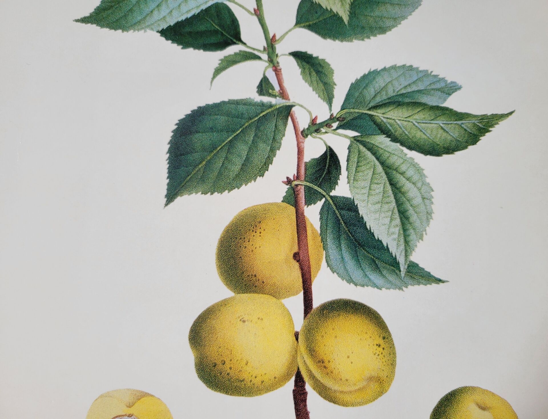 Planche botanique Prunier de JP Redouté