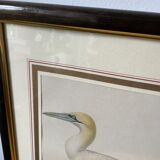 Frames illustrations birds