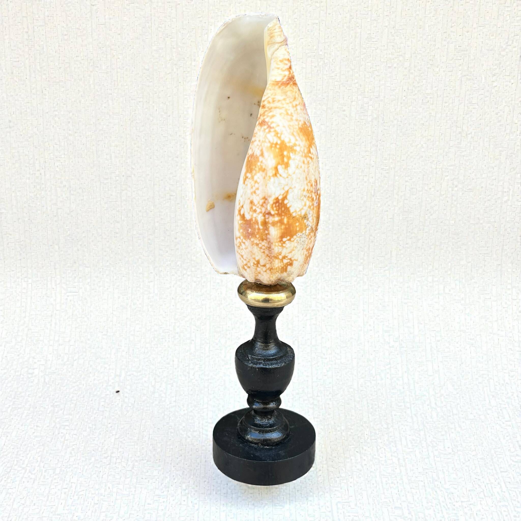 Snail shell conus on a turned black wooden base, late 19th century curiosities.