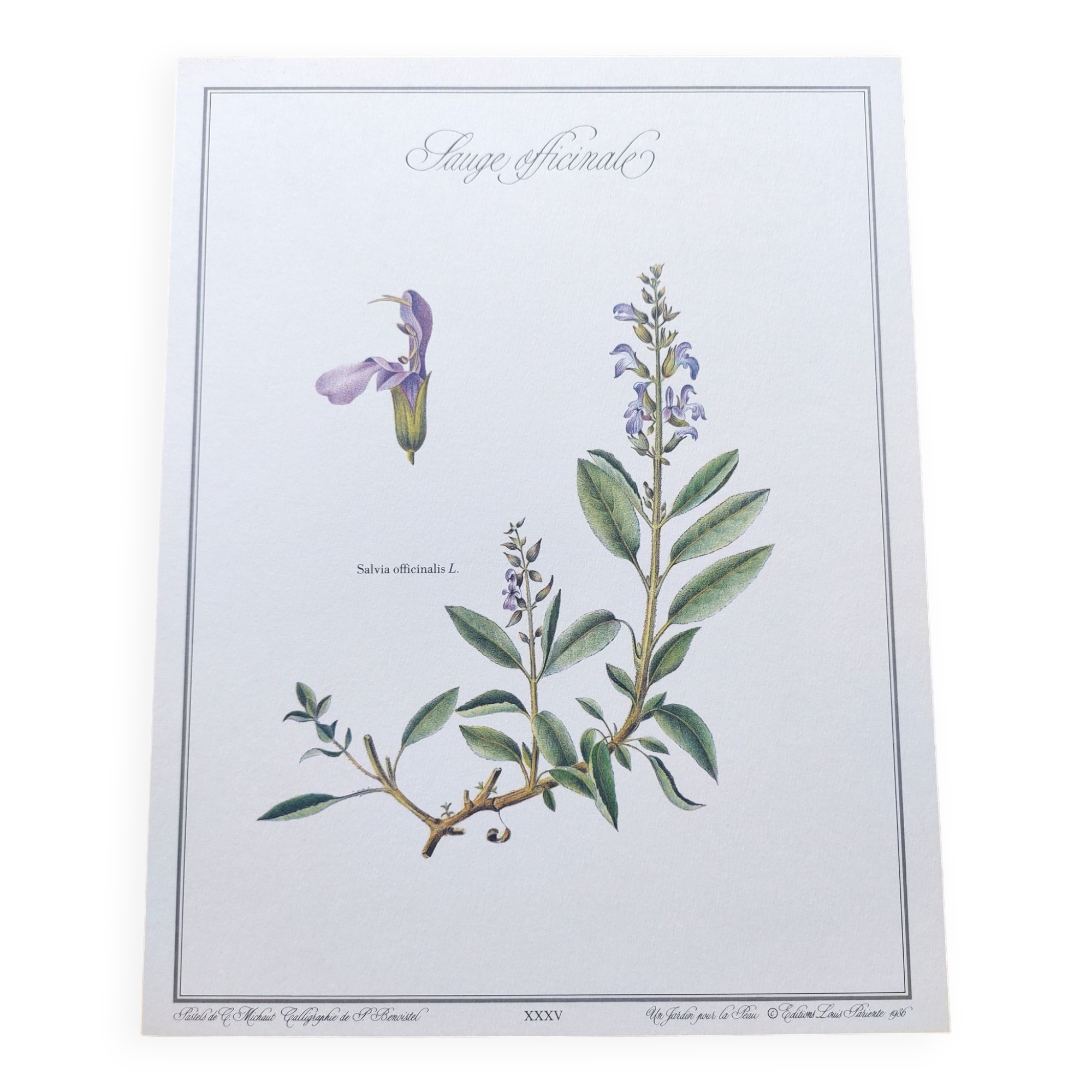 Botanical plate -Sage Officinale- Illustration of medicinal plants and herbs. Pastels