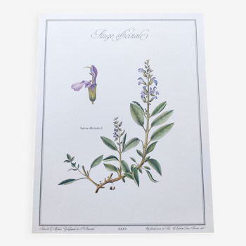 Botanical plate -Sage Officinale- Illustration of medicinal plants and herbs. Pastels