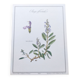 Botanical plate -Sage Officinale- Illustration of medicinal plants and herbs. Pastels