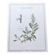 Botanical plate -Sage Officinale- Illustration of medicinal plants and herbs. Pastels
