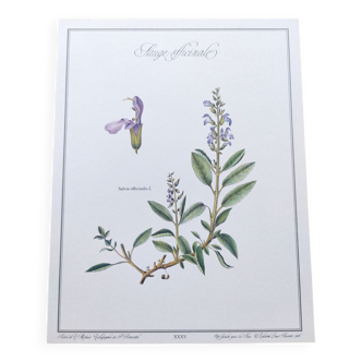 Planche botanique "Sauge Officinale"