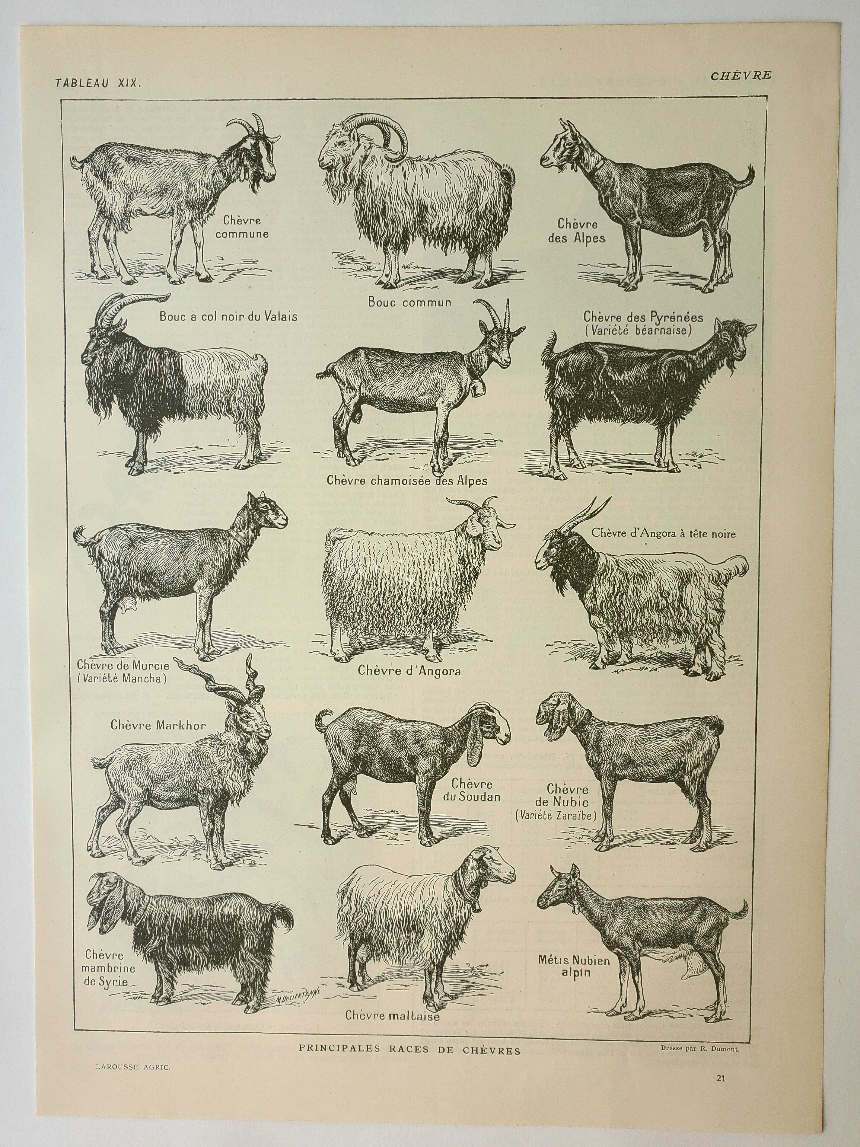 Old engraving 1922, Goats, main breeds, goats, farm • Lithograph, Original plate