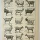 Old engraving 1922, Goats, main breeds, goats, farm • Lithograph, Original plate