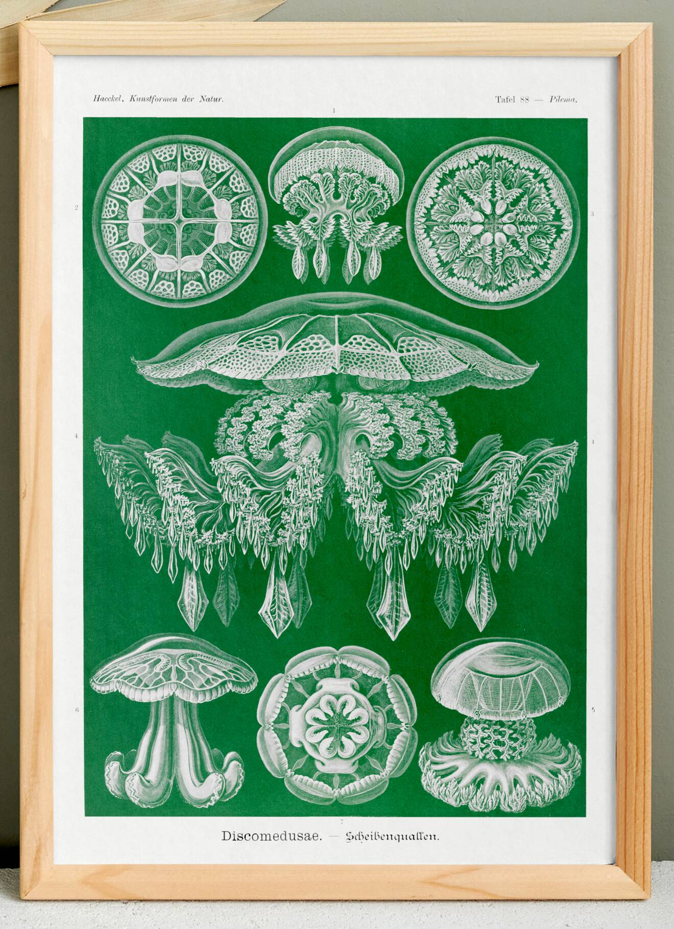 Poster about discoid jellyfish, based on an old lithograph