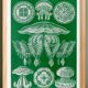 Poster about discoid jellyfish, based on an old lithograph