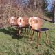 Baumann X6 chairs, Ant model