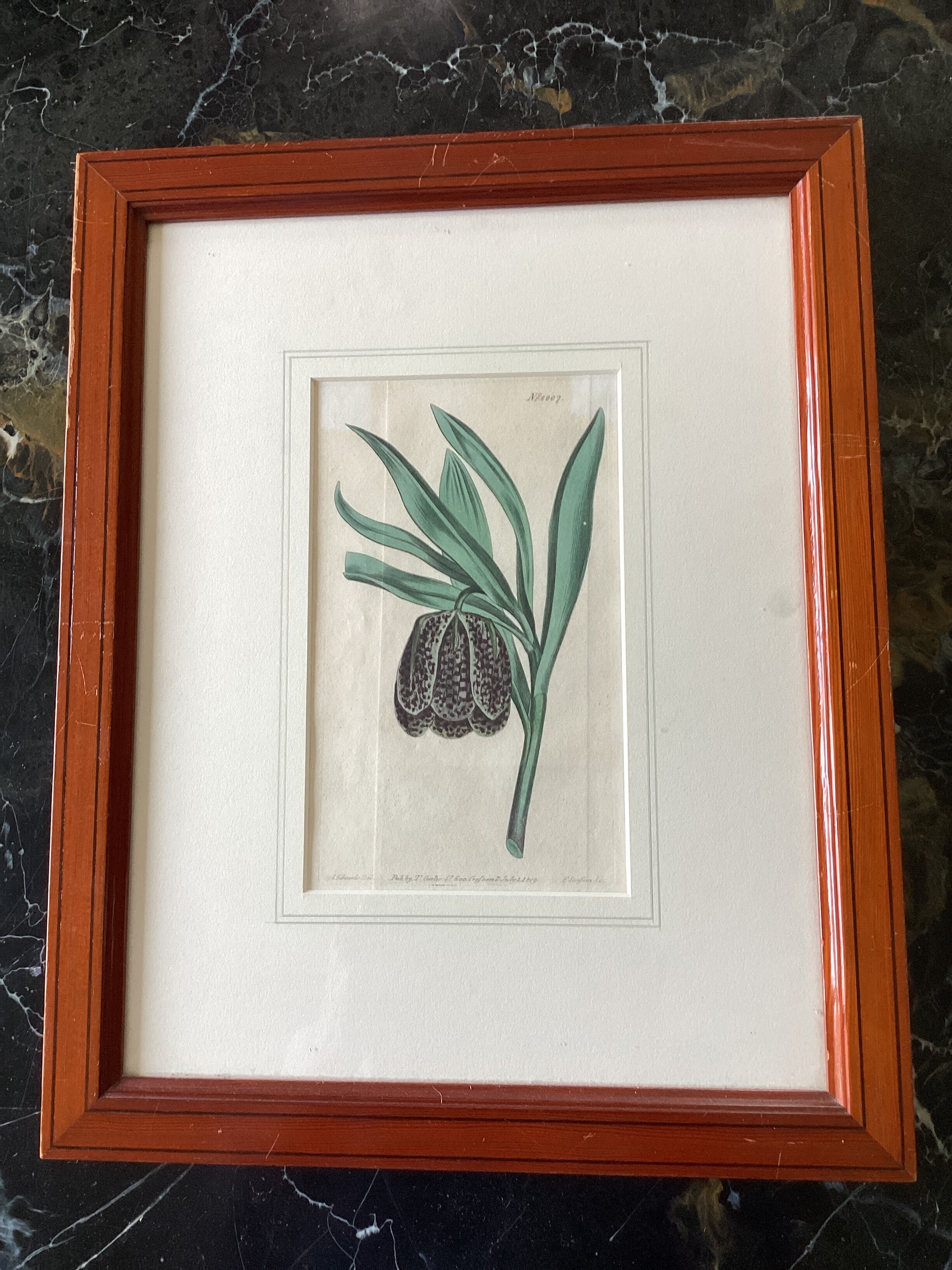 Old English botanical engraving numbered