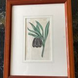 Old English botanical engraving numbered