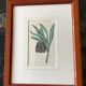 Old English botanical engraving numbered