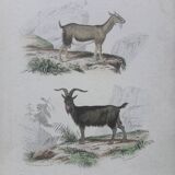 Affiche - gravure zoologique ancienne - chèvre et bouc (mi 19ème)