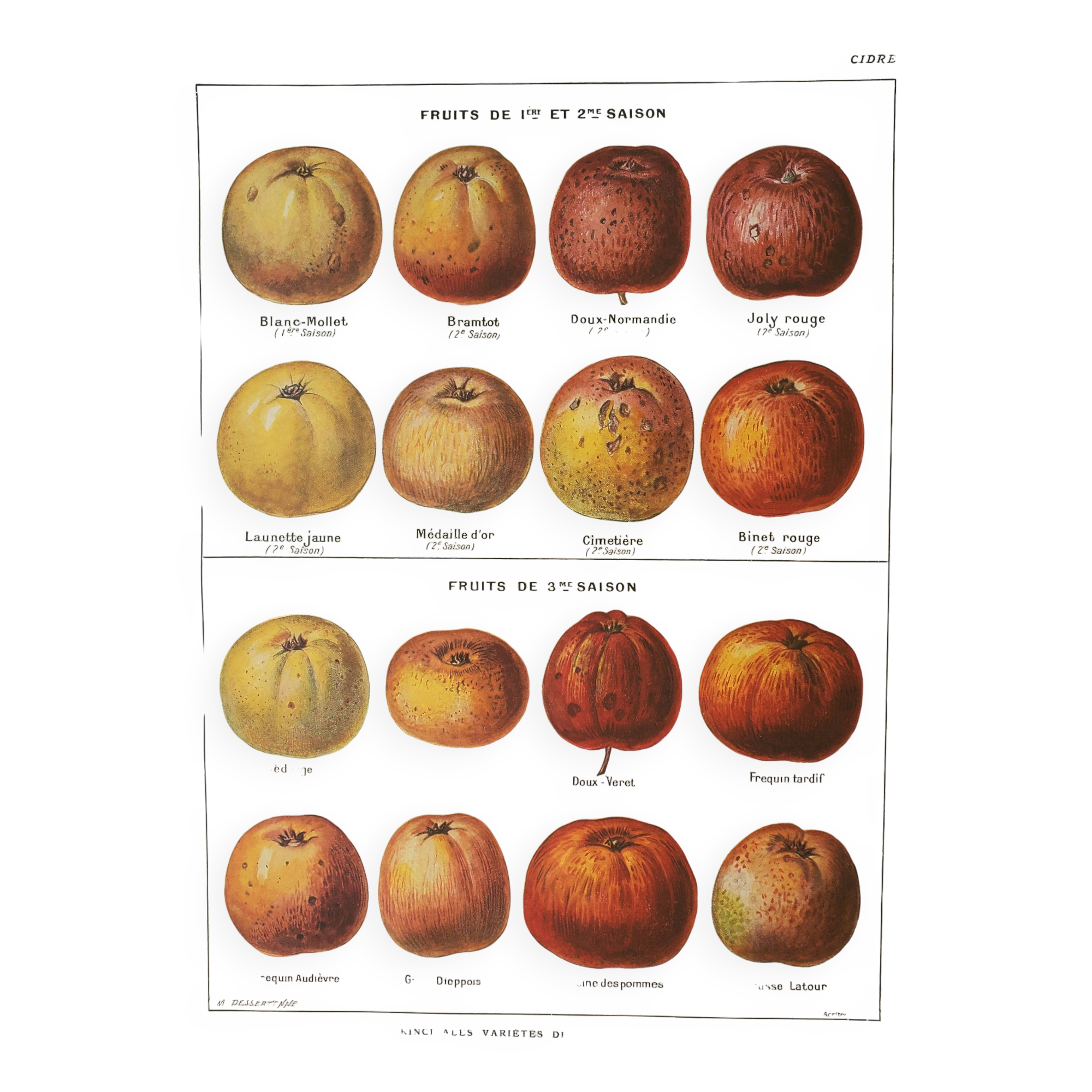Old lithograph 1923, Cider apple, variety, fruit • Engraving, original illustration