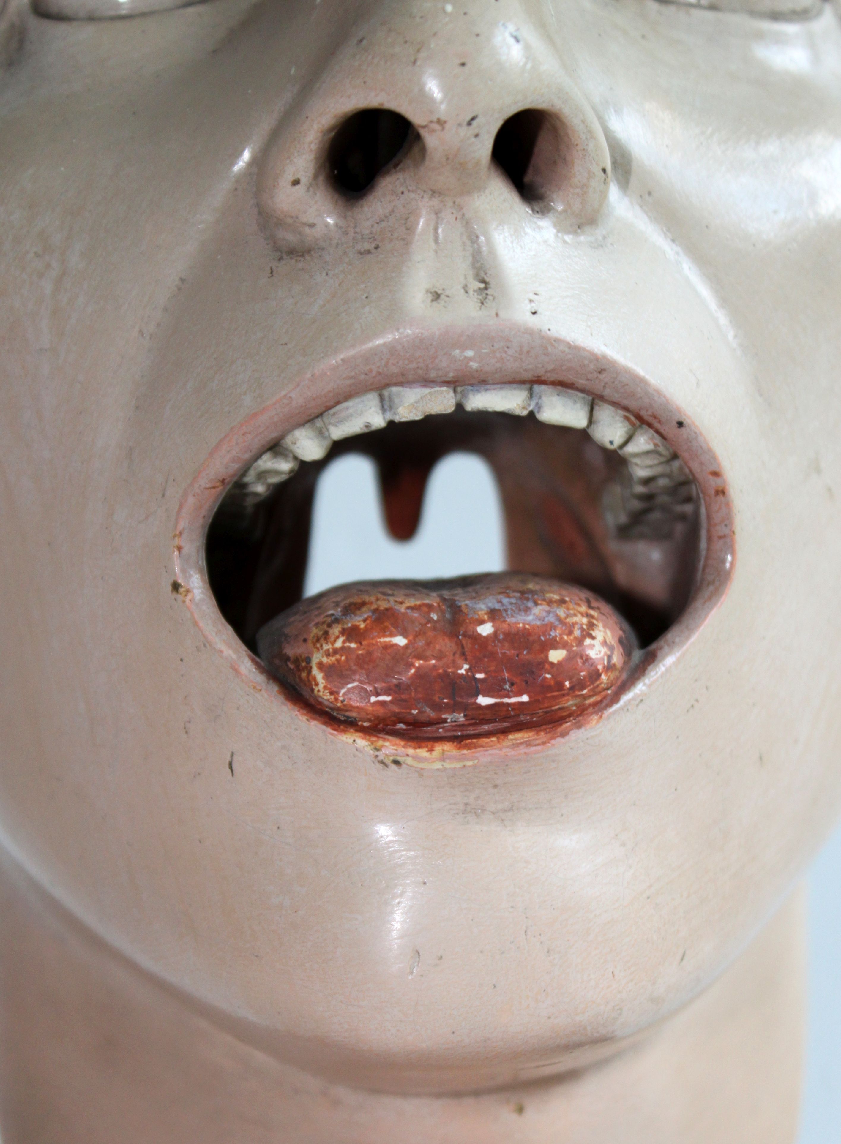 Anatomical model of human face, 30