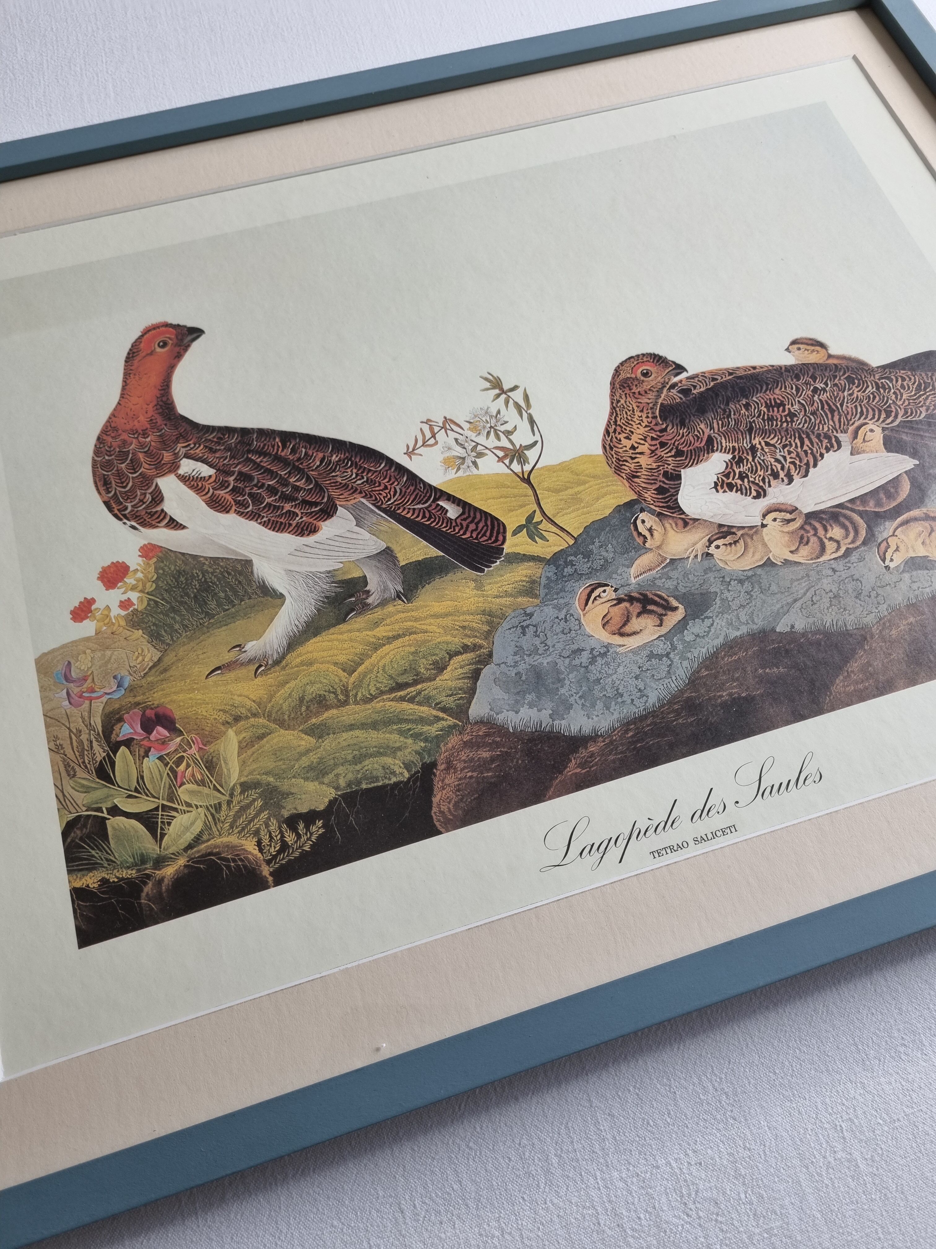 Vintage reproduction after Jean-Jacques Audubon, ornithology, Ptarmigan of the Willows