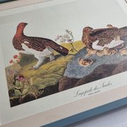 Vintage reproduction after Jean-Jacques Audubon, ornithology, Ptarmigan of the Willows