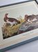 Vintage reproduction after Jean-Jacques Audubon, ornithology, Ptarmigan of the Willows