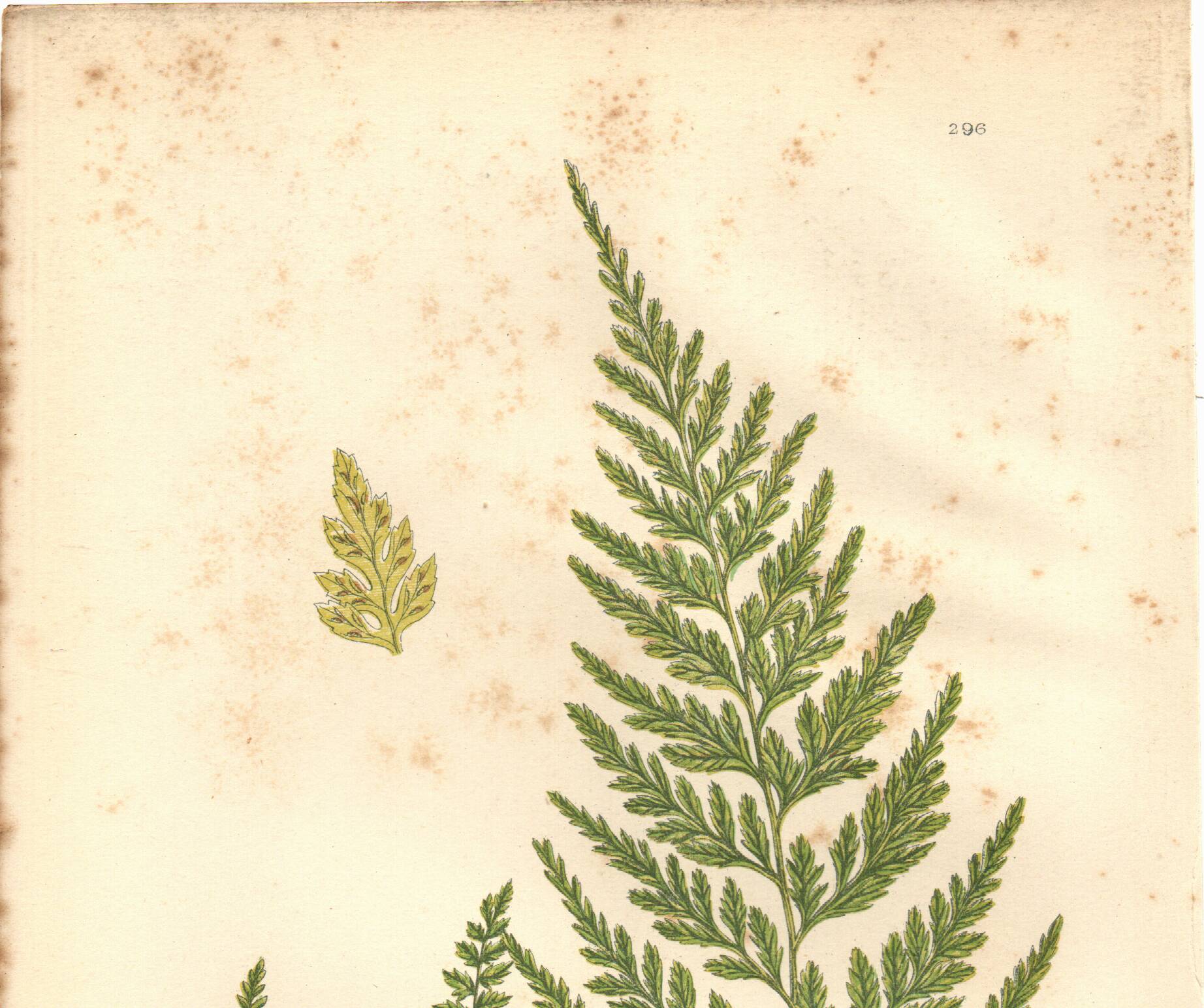 Engraving from 1889 - Fougères fern by A. Pratt - Botanical lithograph